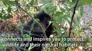 What is an animal ambassador?