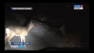 Варварская охота под покровом ночи. 04.12.2017