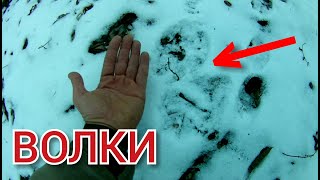 Логово Волков! Иду по тропе волков! Какой вес у Волков? Охота на волка.