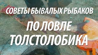 ТОЛСТОЛОБИК НА ТЕХНОПЛАНКТОН ДЛЯ НАЧИНАЮЩИХ. СЕКРЕТЫ РЫБАЛКИ НА СНАСТЬ УБИЙЦА ТОЛСТОЛОБА