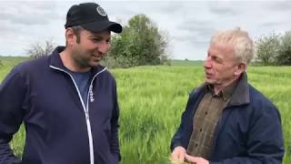 Как выращивает зерновые Эрнест Абубуллаев