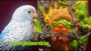 Попугай-повторюшка настенный
