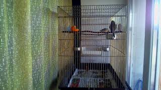 Реполовы поют оба не мешая друг другу Carduelis cannabina birdsong