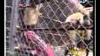 WCW - Bill Goldberg & Sid Vicious vs. Bret Hart & Chris Benoit vs. The Outsiders - Steel Cage Match