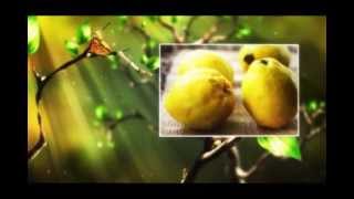 Sağlam Nəsil - Heyva-nın orqanizmə xeyri