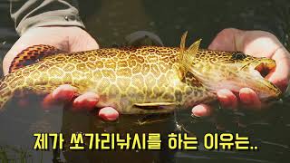 [손석일의 쏘치] #01 쏘가리치기 시작 섬진강, 보성강