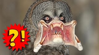 Самые опасные птицы для человека.