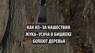 Как из-за нашествия жука-усача в Бишкеке болеют деревья