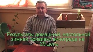 Результаты домашней, настольной зимней прививки винограда на 29 день