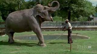 Nature (PBS) - Shirley the Elephant (Part 1)