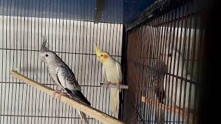 Birds Aviary