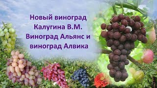 Новый виноград Калугина  Виноград Альянс и виноград Алвика