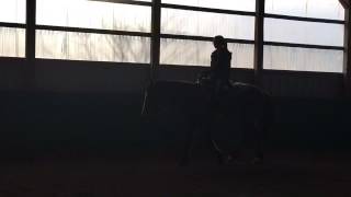 7yo bay gelding "Blaze"