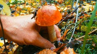 ОСЕННЯЯ ТИХАЯ ОХОТА | ГРИБЫ ГДЕ ТО РЯДОМ | ЗА БЛАГОРОДНЫМИ ГРИБАМИ | ГРИБЫ | Mushrooms