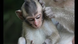 Poor Big Baby Monkey So Hungry Cos No Foods, Nature Daily ST 160