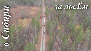 Загонная охота на лося!