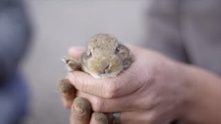 Als de mama van huis is, beraden Joeri en Roger een plan | Wild van Dieren | VTM