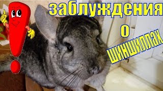 Заблуждения которые касаются шиншилл/шиншилла домашняя/шиншилла уход содержание/зверек шиншиллае