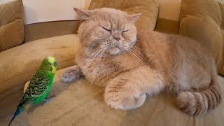 Попугай хулиганит а кот всё терпит.  Смешные животные.