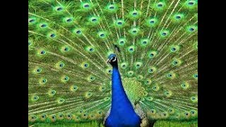 A Peacock in His Pride/ Peacock spreads his tail