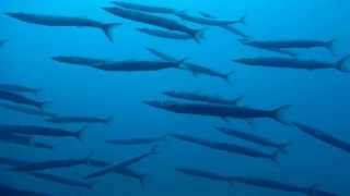 Barracuda - Sphyraena - Sfyneri