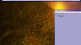 TeamSpeak ² Hack - 1 Minute - SA (SA) Einfach, Working
