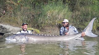 GIGANTESCO STORIONE RECORD OVER 3 METRI X 250 KG - 4K by YURI GRISENDI