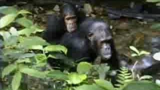 Complex mating rituals of chimpanzees in the jungle  - BBC wildlife