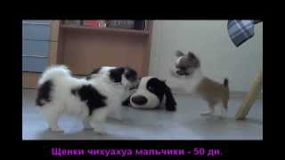 Чихуа. Щенки длинношерстные чихуа