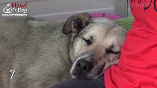 ? 10 Exciting Animal Rescues ?