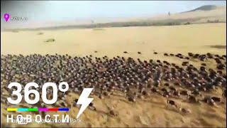 Турист заснял гигантское стадо антилоп с воздушного шара