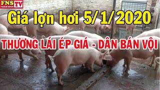 Giá heo hơi hôm nay 5/1: Thương lái ép giá người chăn nuôi lo bán vội.
