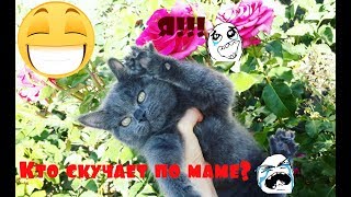 Кошка скучает по матери. Смешные коты и кошки 2018. Приколы с котами и кошками. Смешные видео
