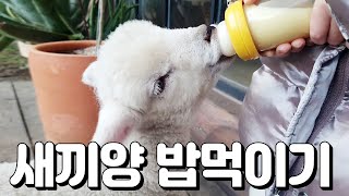 15일 된 아기 양? 양일이에게 젖을 줍니다