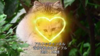 アルファチャンネル動画素材 Vol.4 写真合成サンプル