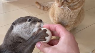 カワウソさくら カワウソ猫飼い主の3人でキャッチボールした！ otter, cat, and owner played catch!