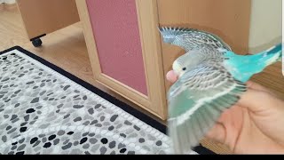 Muhabbet kuş yavrusu uçuş eğitimi 30 günlükler