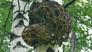 Берёзовый КАП