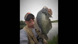 SUPER SHALLOW CRAPPIES! In less than a foot of water!