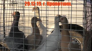 29.12.19. Птичий рынок г. Кропоткин (ч2) Kropotkin bird market (part 2)