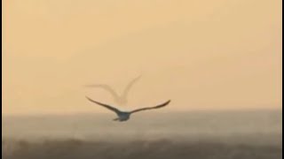 Стихотворение Ларисы Смыковой "Огненные птицы..."