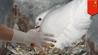 Китайская полиция искала бомбы в анусах голубей