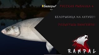 Русская Рыбалка 4! Ахтуба - белорыбица! Розыгрыш Фидера!