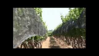 Mendoza Paisaje del Vino Parte 1