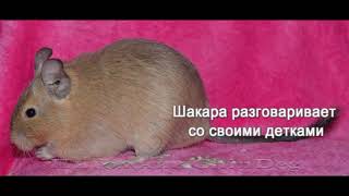 Звуки дегу
