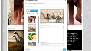 Конструктор сайтов Wix | Как организовать фото в галерее на сайте Wix