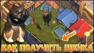 ГДЕ НАЙТИ ЩЕНКА ?! ОБНОВЛЕНИЕ 1.7.12 НАШЕЛ 3 ЩЕНКА НА ЛОКАЦИЯХ - Last Day on Earth: Survival