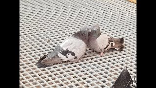 Николаевские голуби г.Тюмень Бабочки