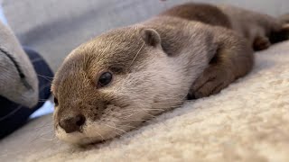 カワウソさくら シーツ洗濯中に裸のソファで贅沢に昼寝するカワウソ Otter taking a nap on the sofa