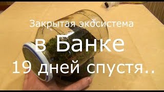 закрытая экосистема в банке а не в лампочке 19 дней спустя